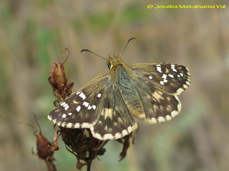 Pyrgus cirsii